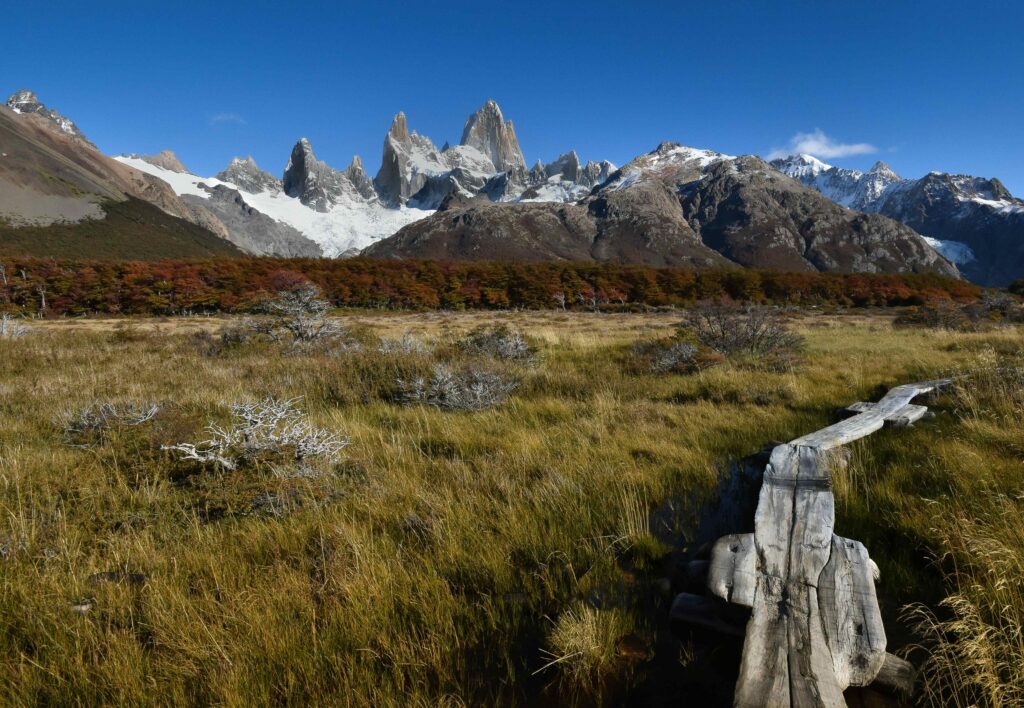 Vista panorâmica do monte Fitz Roy em El Chaltén, Argentina, com picos nevados e rochosos ao fundo. Em primeiro plano, um campo de grama alta, vegetação rasteira e um tronco de árvore esculpido ao lado de uma trilha. Há uma faixa de árvores com folhagem outonal entre a montanha e o campo.