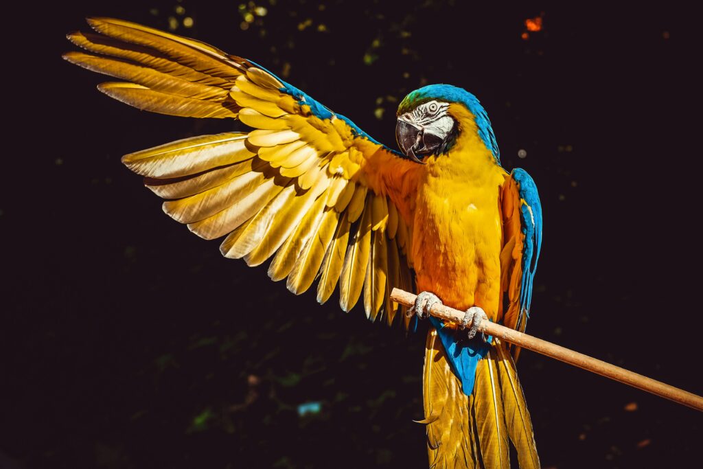 Uma arara-azul e amarela pousada em um galho, com as asas parcialmente abertas, exibindo suas cores vibrantes em contraste com um fundo escuro.