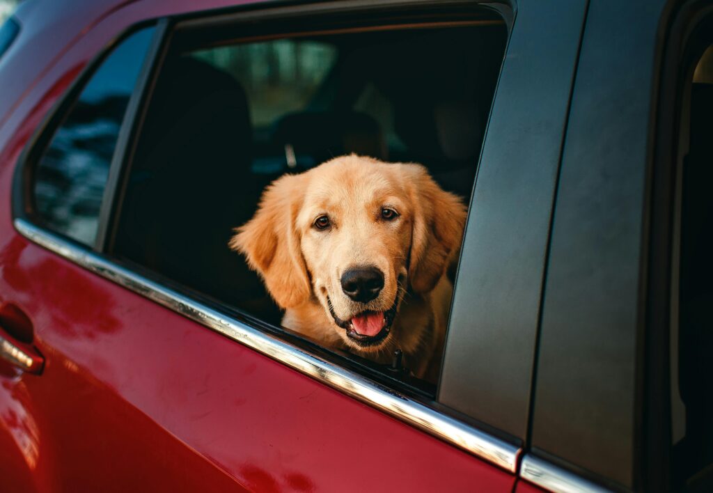 Cachorro Golden Retriever com a cabeça para fora da janela de um carro vermelho, com expressão feliz.